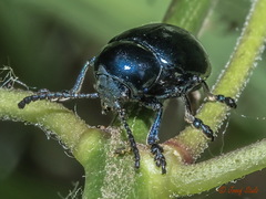 Chrysochus asclepiadeus