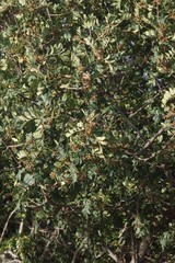 Hippobromus pauciflorus
