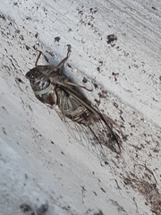 Diceroprocta viridifascia