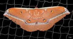 Antheraea assamensis