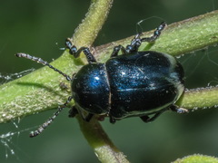 Chrysochus asclepiadeus