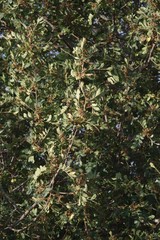 Hippobromus pauciflorus