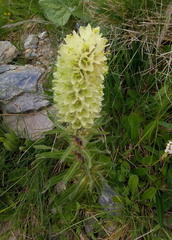 Campanula thyrsoides