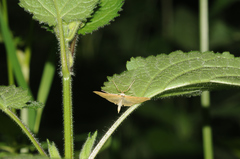 Sitochroa verticalis