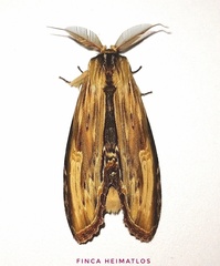 Truncaptera meridionalis