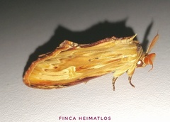 Truncaptera meridionalis