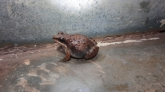 Minervarya gomantaki