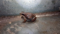 Minervarya gomantaki