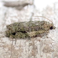 Proteoteras implicata