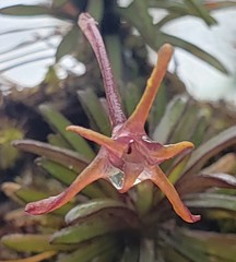 Maxillaria standleyi