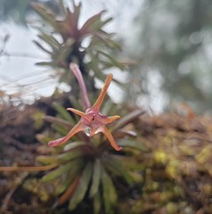 Maxillaria standleyi