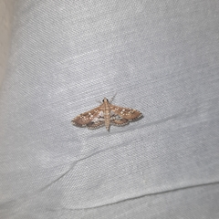 Sameodes cancellalis