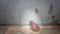 Minervarya gomantaki