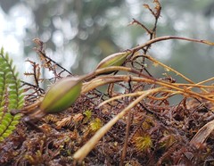 Maxillaria standleyi