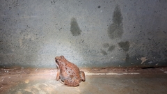 Minervarya gomantaki
