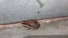 Minervarya gomantaki