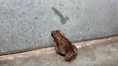 Minervarya gomantaki