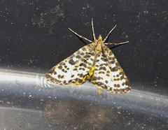 Arichanna melanaria