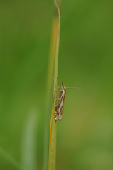 Crambus pratella