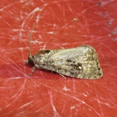 Gymnandrosoma punctidiscanum
