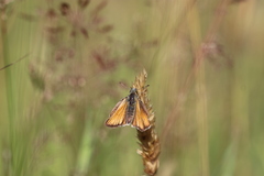 Thymelicus sylvestris
