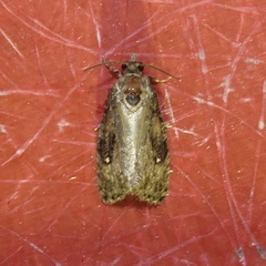 Gymnandrosoma punctidiscanum