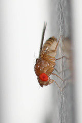 Drosophila