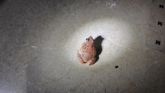 Minervarya gomantaki