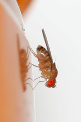 Drosophila