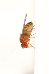 Drosophila