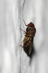 Drosophila