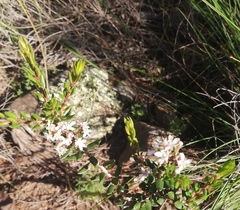 Agathosma microcarpa