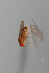Drosophila