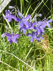 Delphinium bicolor