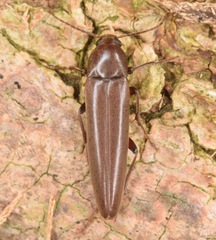 Enchodes sericea