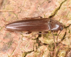 Enchodes sericea