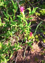 Delosperma neethlingiae