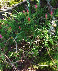 Delosperma neethlingiae