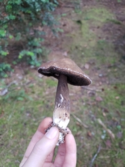 Porphyrellus