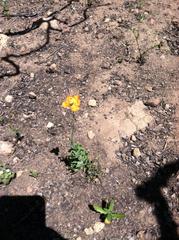 Papaver californicum