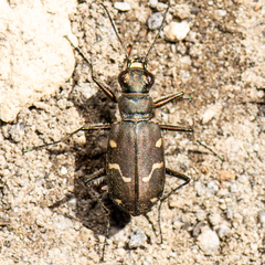 Cicindela depressula