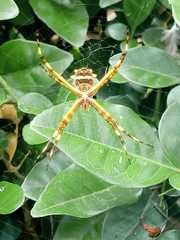 Argiope argentata
