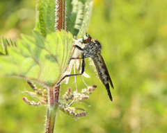 Neoitamus socius