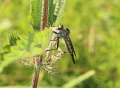 Neoitamus socius