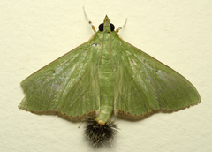 Parotis marginata