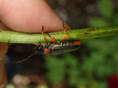 Phytoecia affinis
