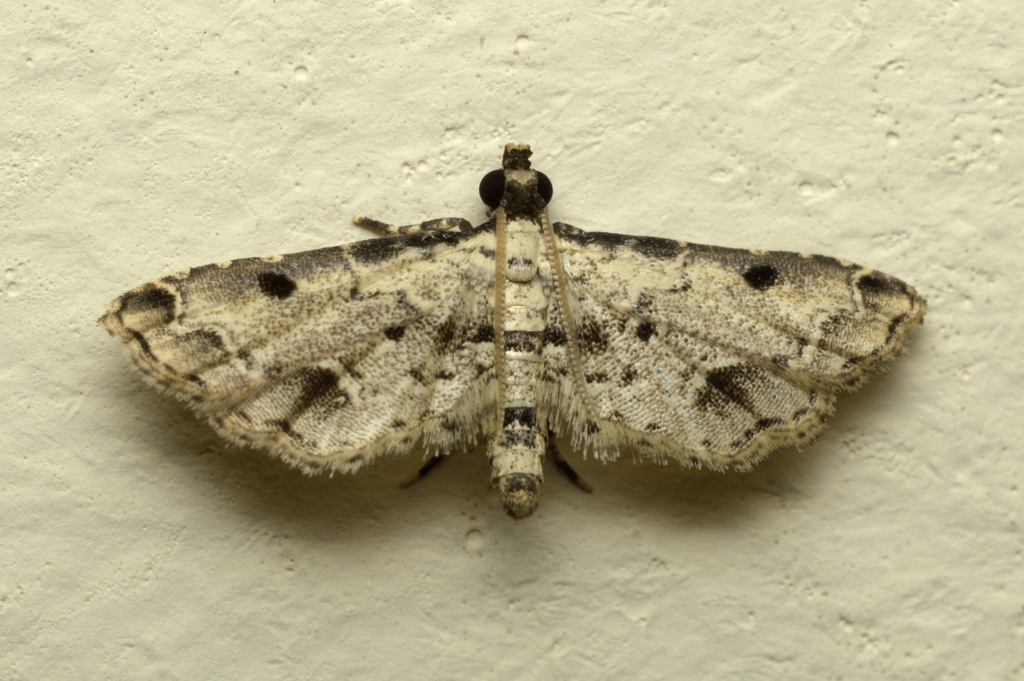Spotted-costa Crambid Snout Moths