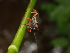 Phytoecia affinis