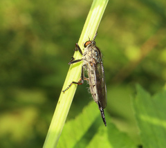 Neoitamus socius