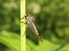 Neoitamus socius